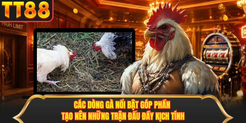Các dòng gà nổi bật góp phần tạo nên những trận đấu đầy kịch tính